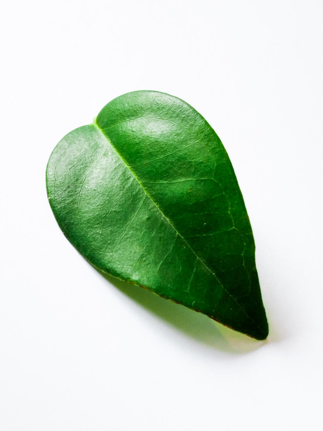 Green leaf icon
